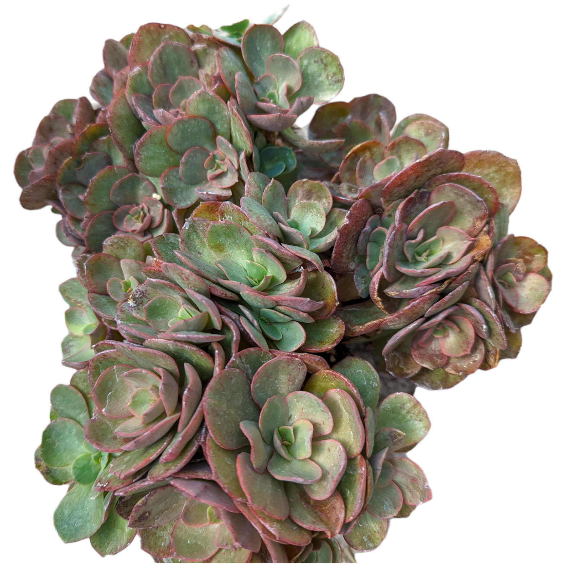 suyeon succulent Echeveria Suyon