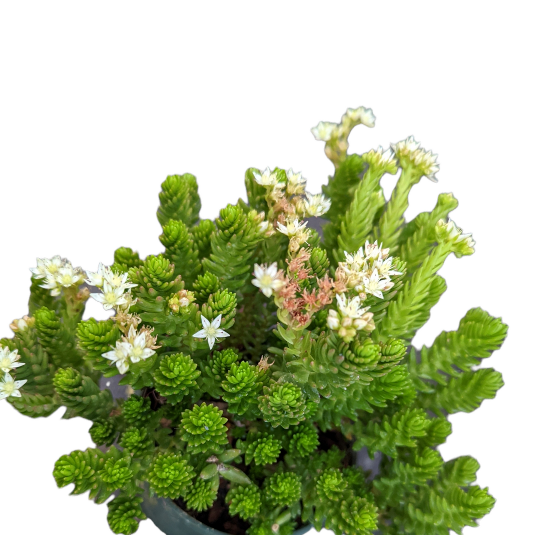 spiral succulent plants for sale Sedum 'Spiral Staircase'