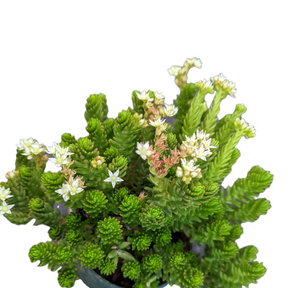 Sedum 'Spiral Staircase'