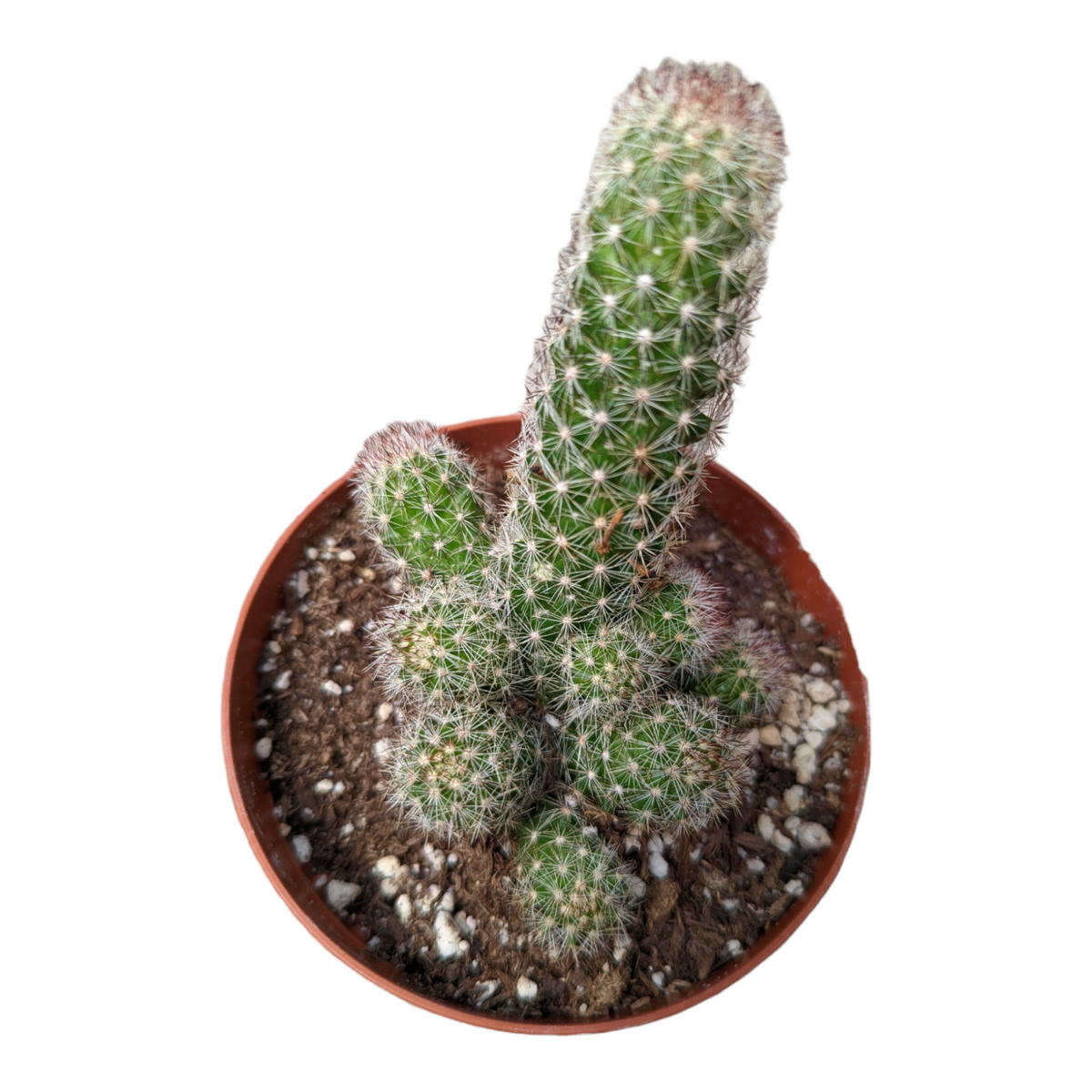 Mammillaria sphacelata ssp. viperina -