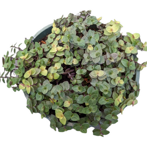 Callisia repens Golden & Green Mix