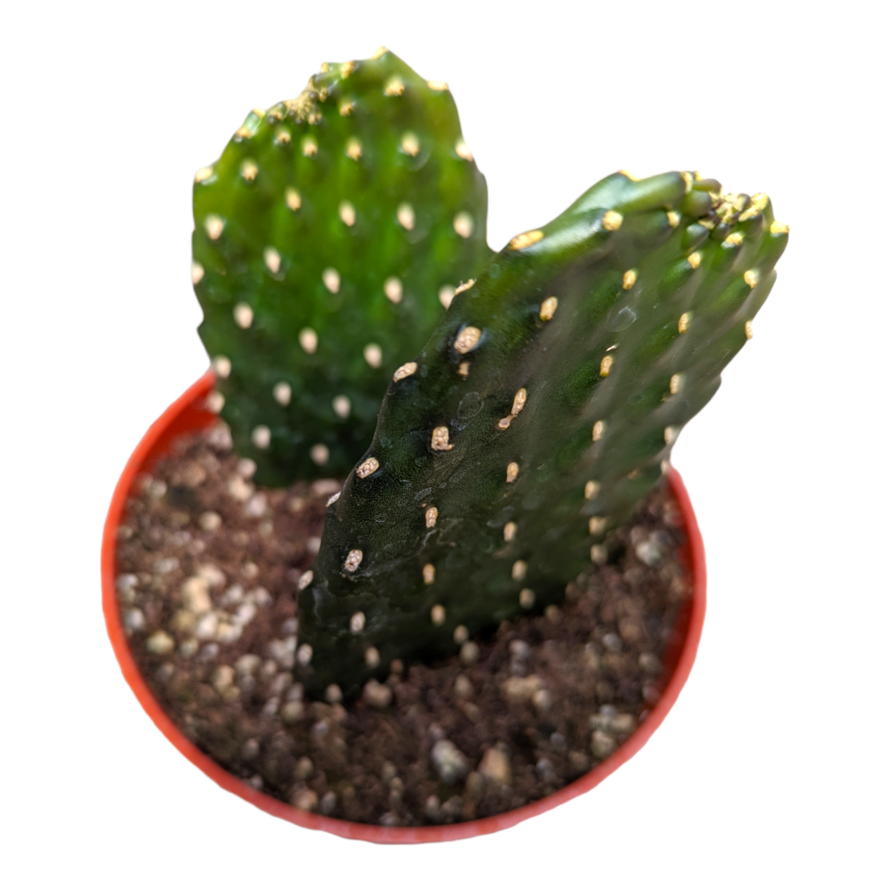 i kill succulents Opuntia rubescens 'Road Kill Cactus'