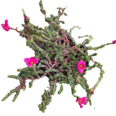 Portulaca gilliesii 'Purple Rice' trailing succulent with magenta flowers.