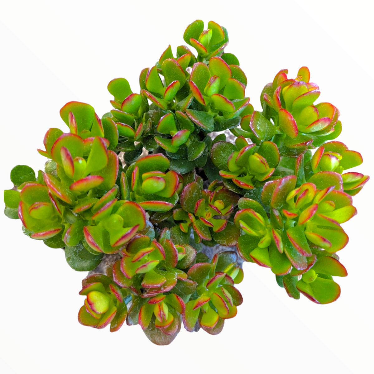 Crassula ovata 'Baby Jade'