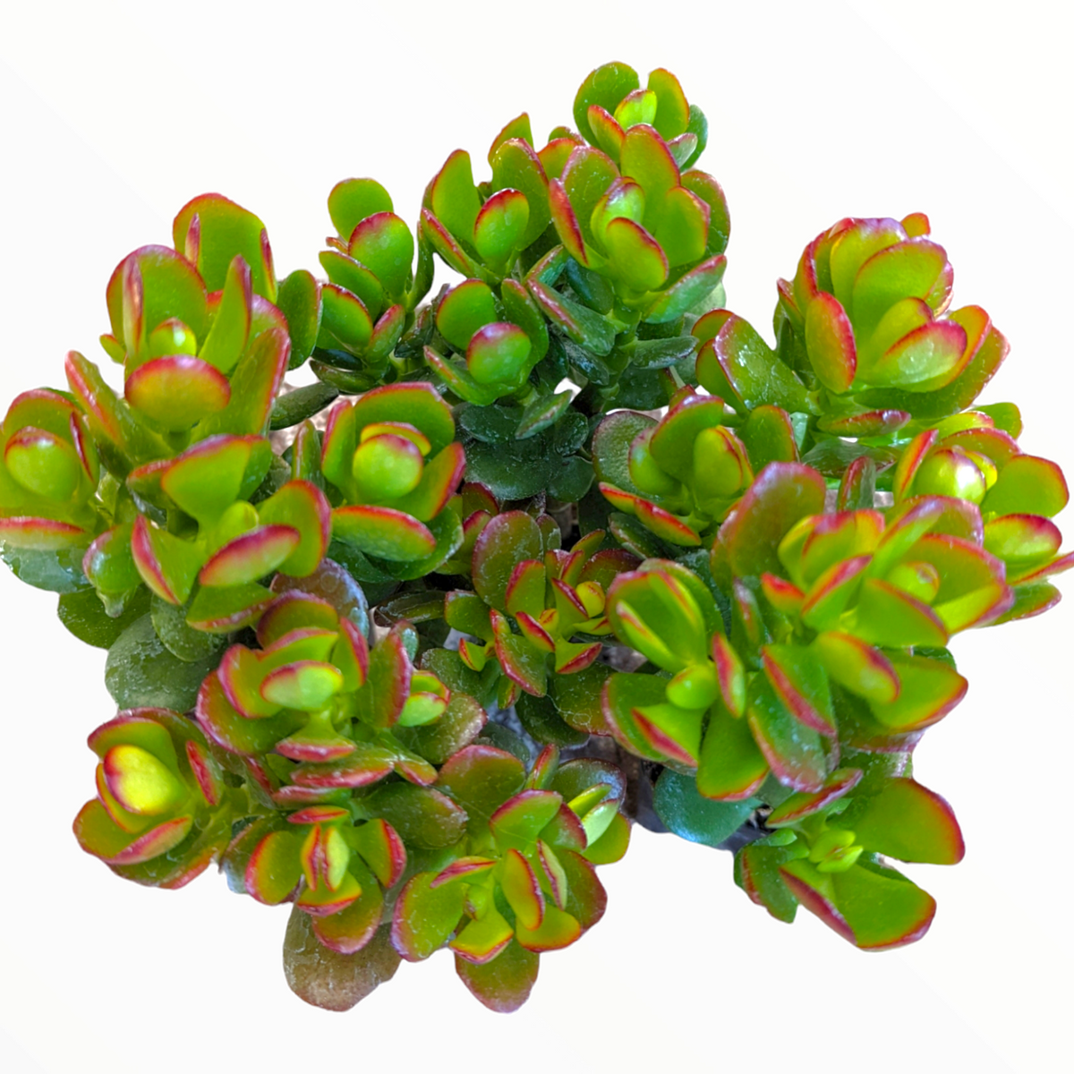 Crassula ovata 'Baby Jade'