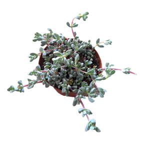oscularia deltoides succulent Oscularia deltoides 'Pink Ice Plant' 2 Inch