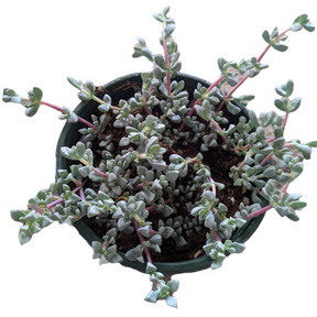 succulent with pink stem Oscularia deltoides 'Pink Ice Plant'