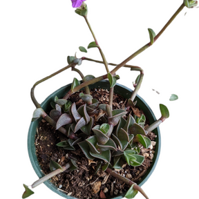 Callisia navicularis 'Chain Plant'