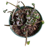 Callisia navicularis 'Chain Plant' in pot with trailing stems.