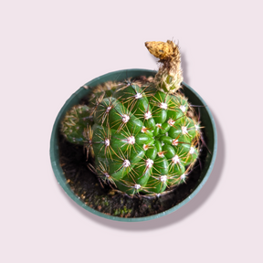 Notocactus parodia militaris
