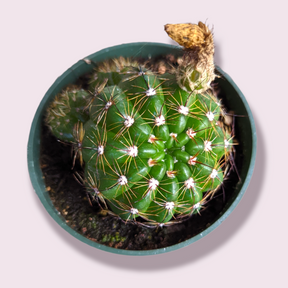 Notocactus parodia militaris