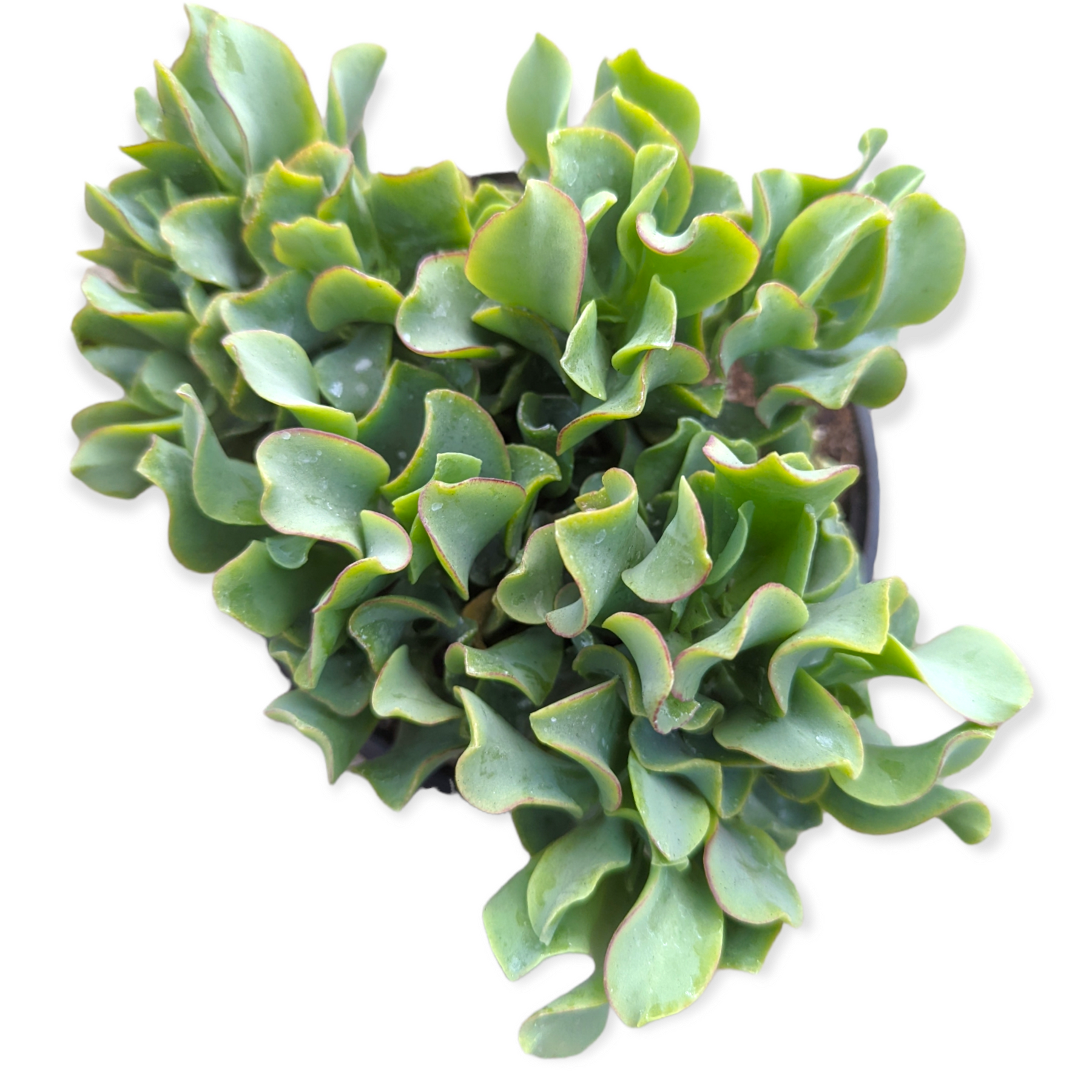 Crassula arborescens undulatifolia 'Ripple Jade' - Succulents Depot