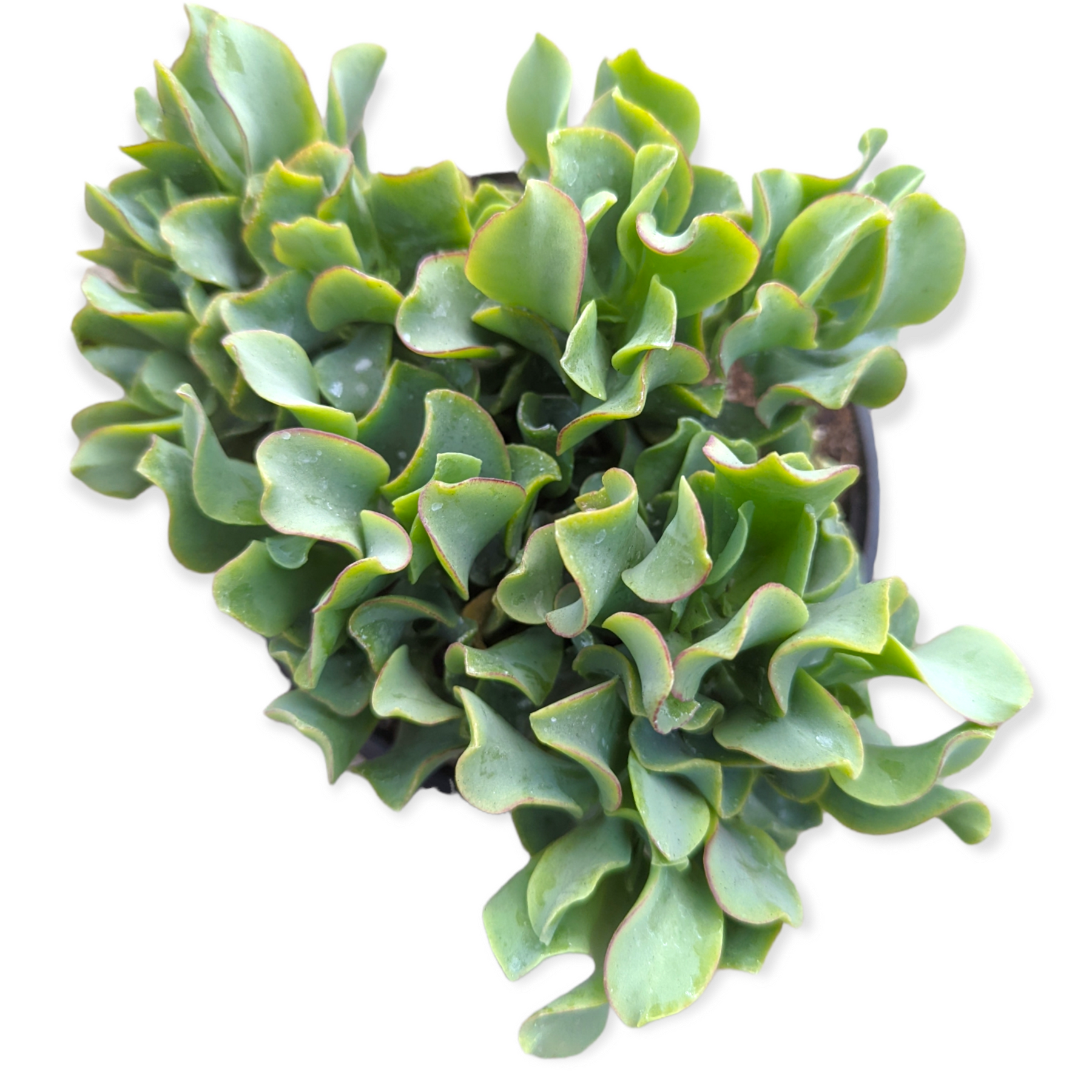 ruffle jade plant Crassula arborescens undulatifolia 'Ripple Jade' 4 Inch