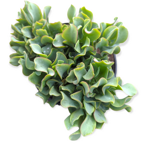 succulent ripple jade Crassula arborescens undulatifolia 'Ripple Jade' 4 Inch
