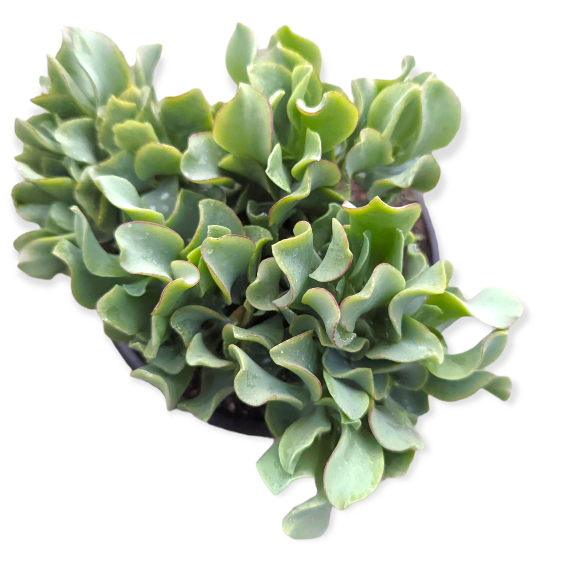 wavy jade succulent Crassula arborescens undulatifolia 'Ripple Jade' 4 Inch