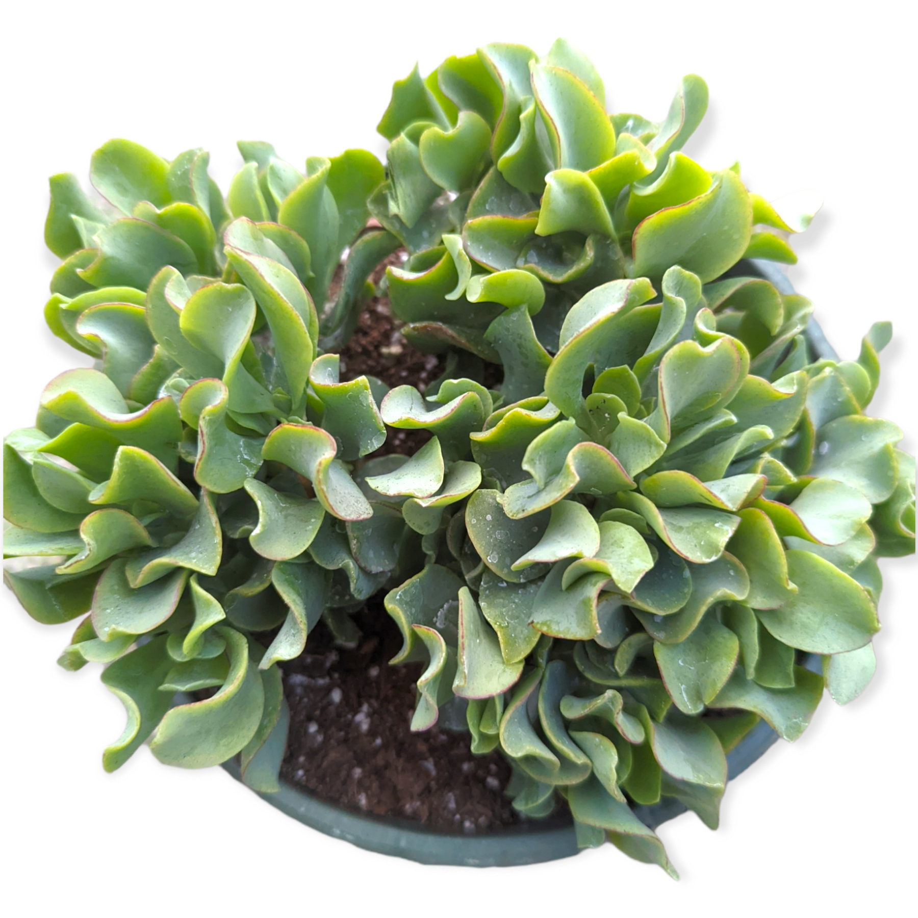 crassula jitters jade plant Crassula arborescens undulatifolia 'Ripple Jade' 4 Inch