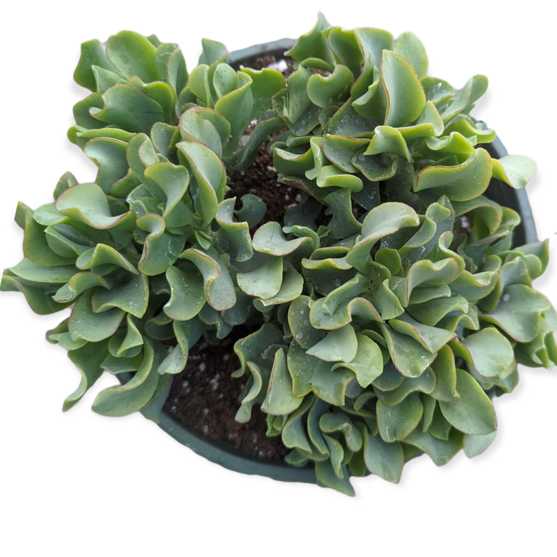 ripple jade plant Crassula arborescens undulatifolia 'Ripple Jade'