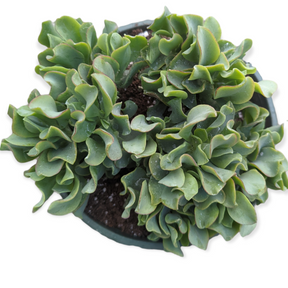 Crassula arborescens undulatifolia 'Ripple Jade' - Succulents Depot