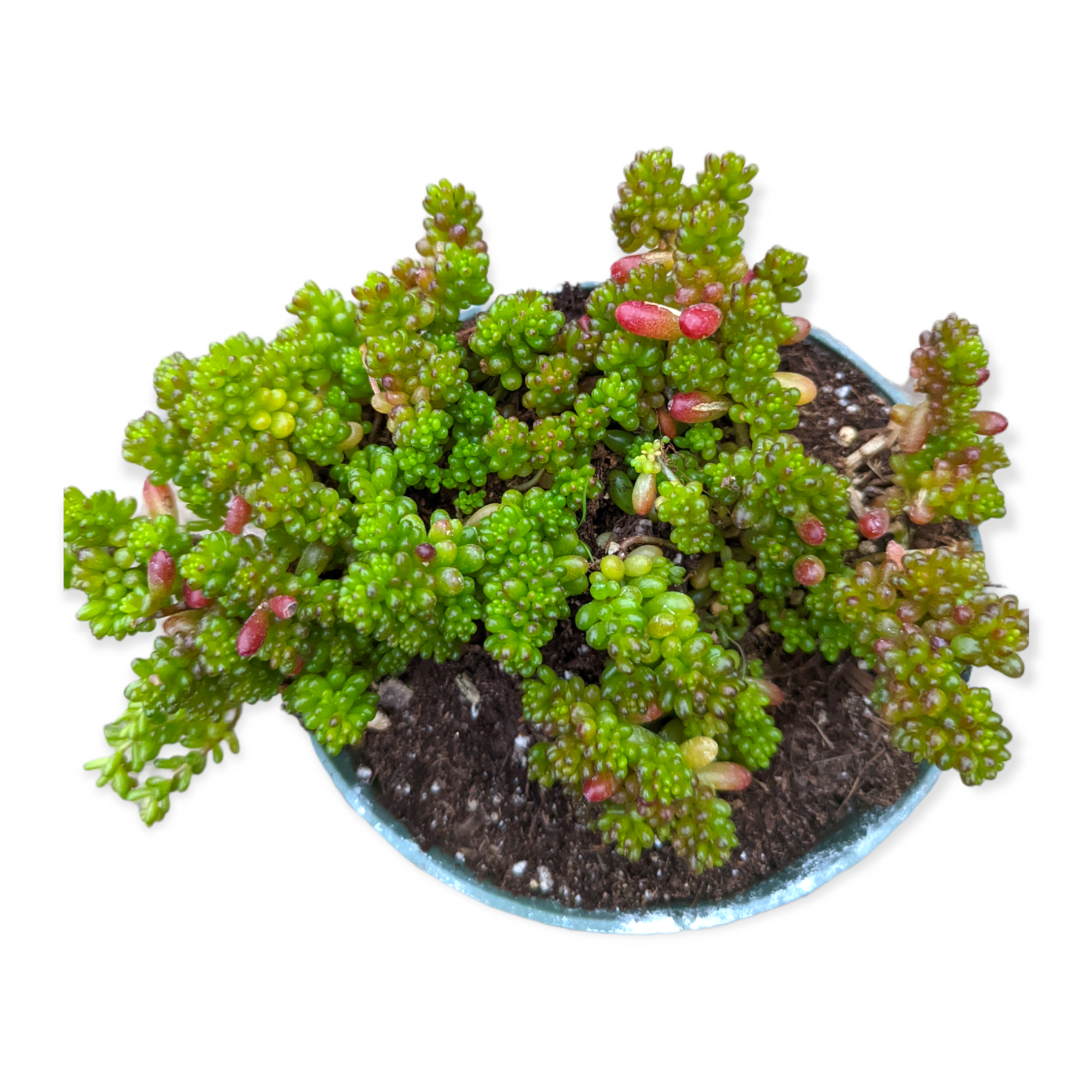 healing succulent plants nyt mini Sedum rubrotinctum 'Mini Me' 2 Inch