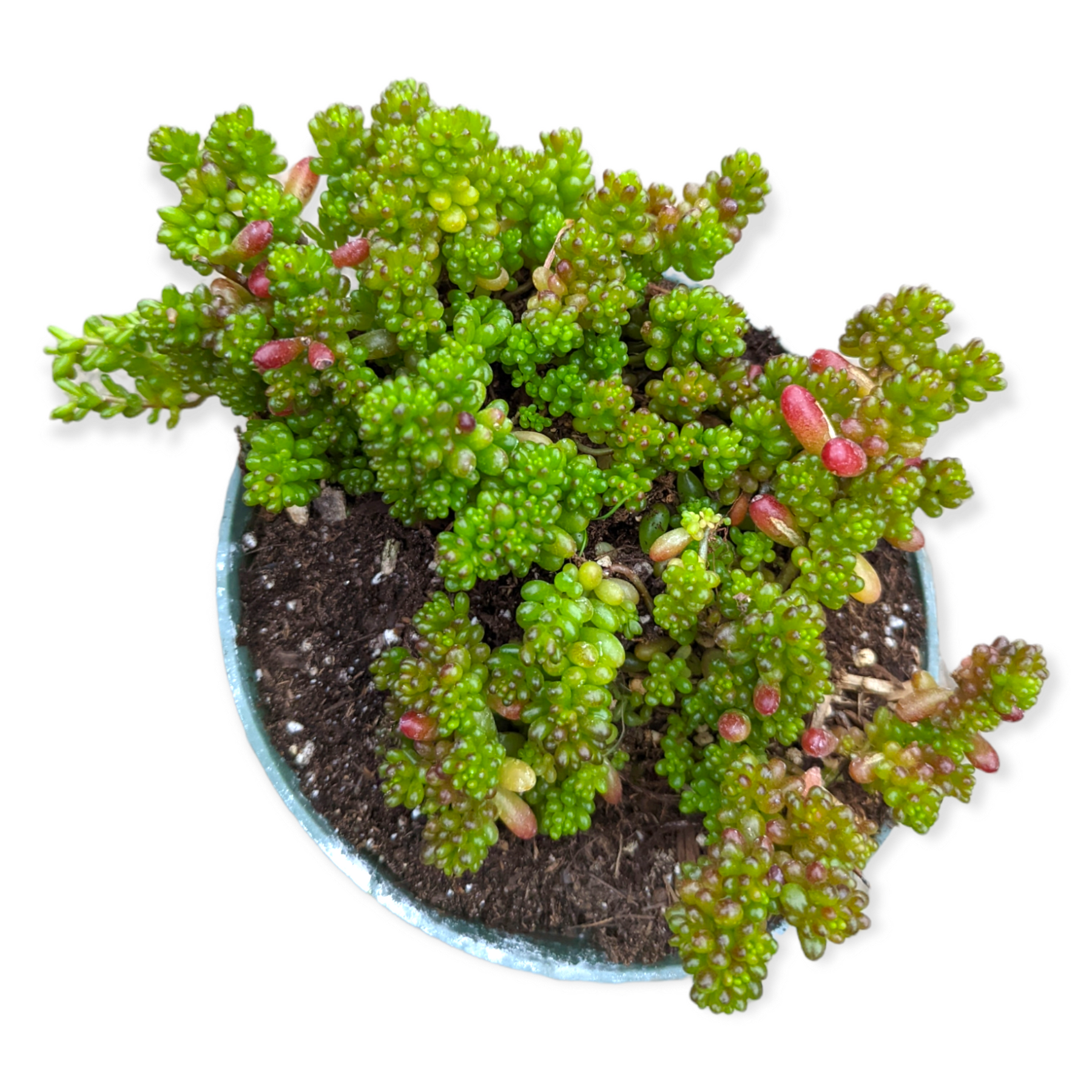 mini potted succulent plants Sedum rubrotinctum 'Mini Me' 2 Inch