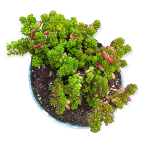 Sedum rubrotinctum 'Mini Me' - Succulents Depot