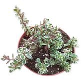 Sedum spurium 'Tricolor' in a small pot, rounded rosettes.