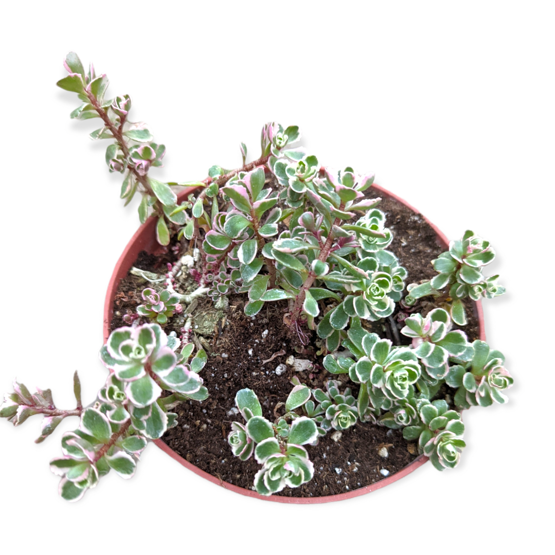 tricolor succulent Sedum spurium 'Tricolor'