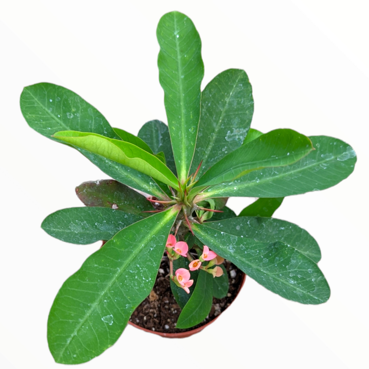 Crown of Thorns - Euphorbia milii with thorny stems and pink bracts.