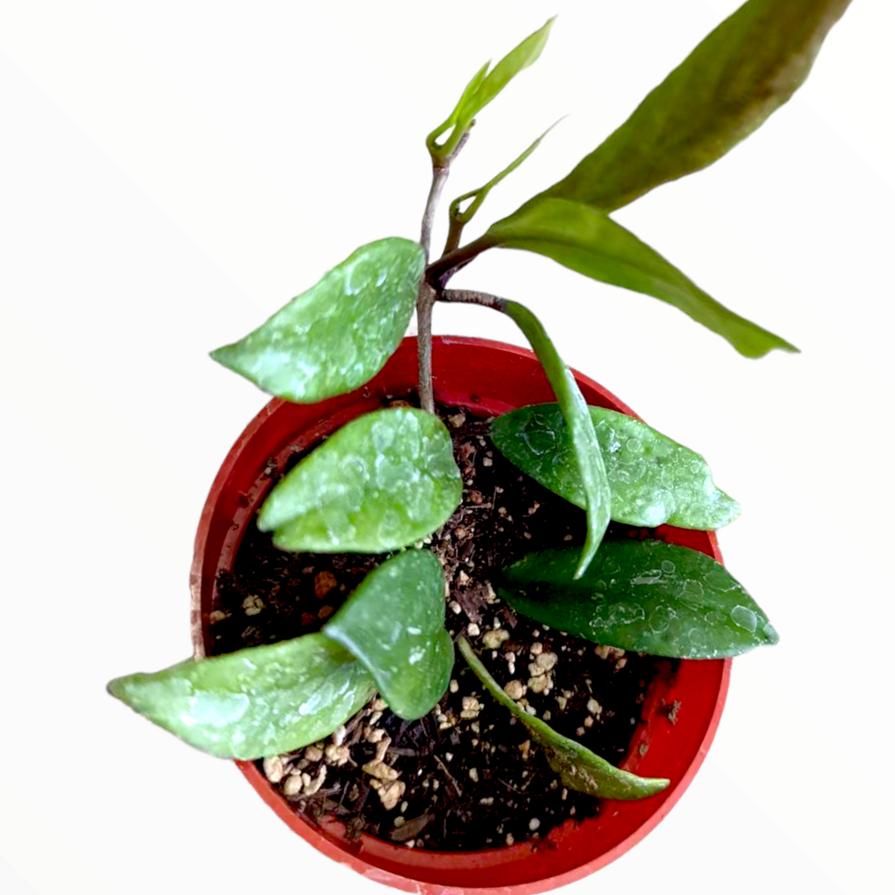 are hoya plants succulents Hoya carnosa