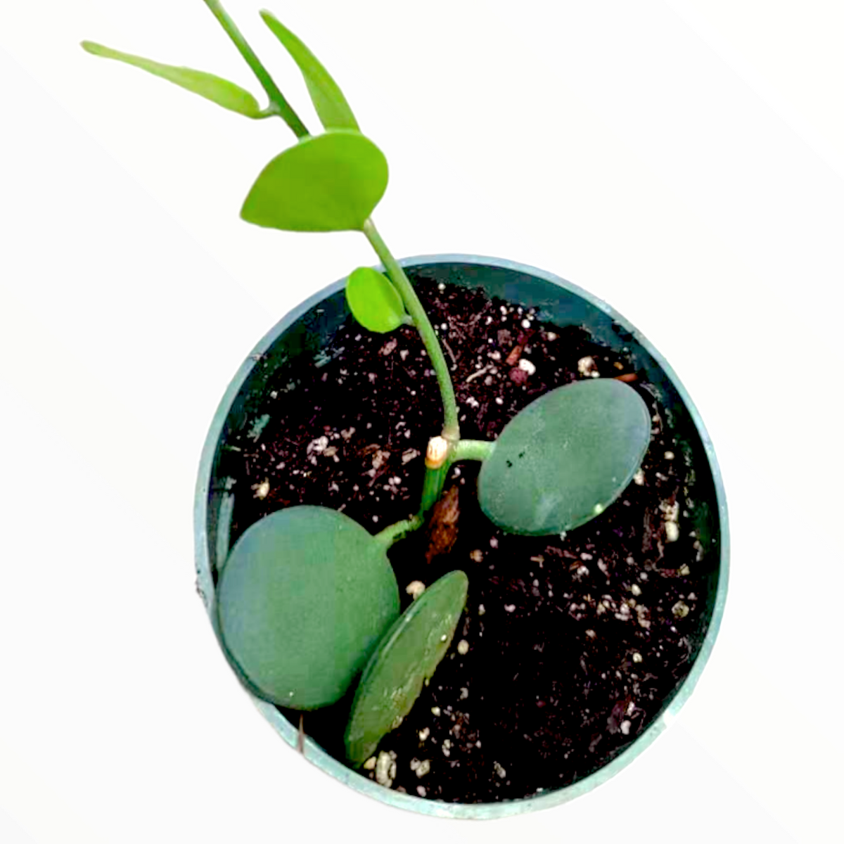 Echeveria Candy Crest