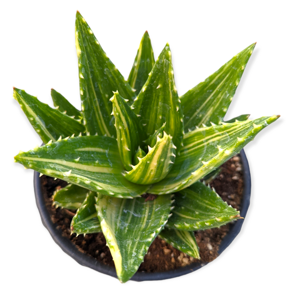 Aloe perfoliata - Mitre Aloe, Rubble Aloe