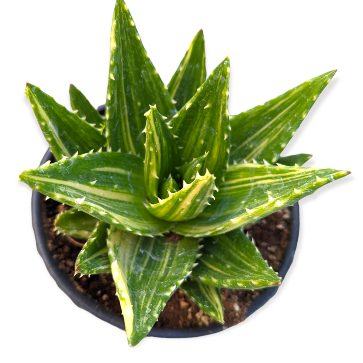 Aloe perfoliata - Mitre Aloe, Rubble Aloe