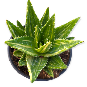 aloe vera plant for ringworm Aloe perfoliata