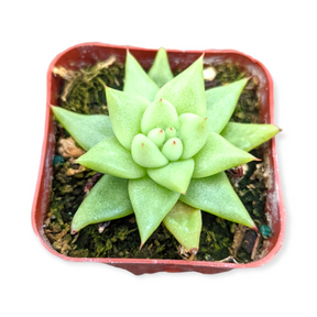 Echeveria agavoides 'White Wax'