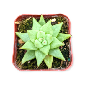 Echeveria agavoides 'White Wax'