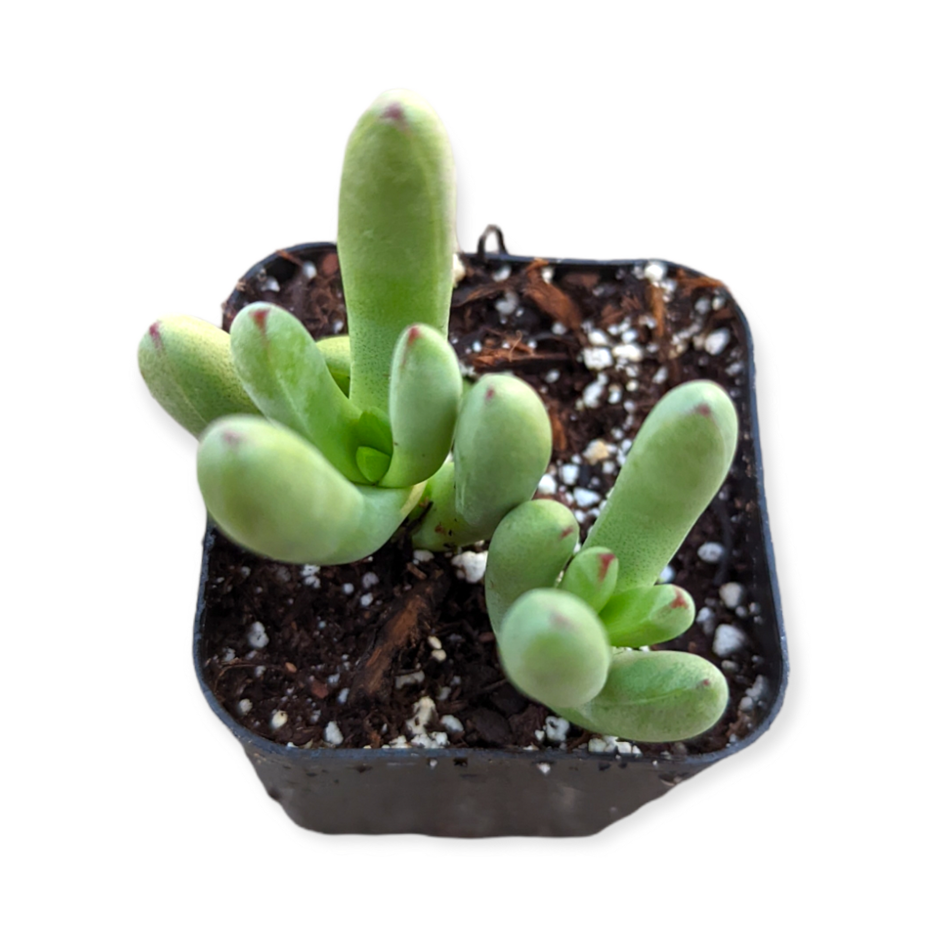 dc succulents Crassula nudicaulis var. herrei 4 Inch