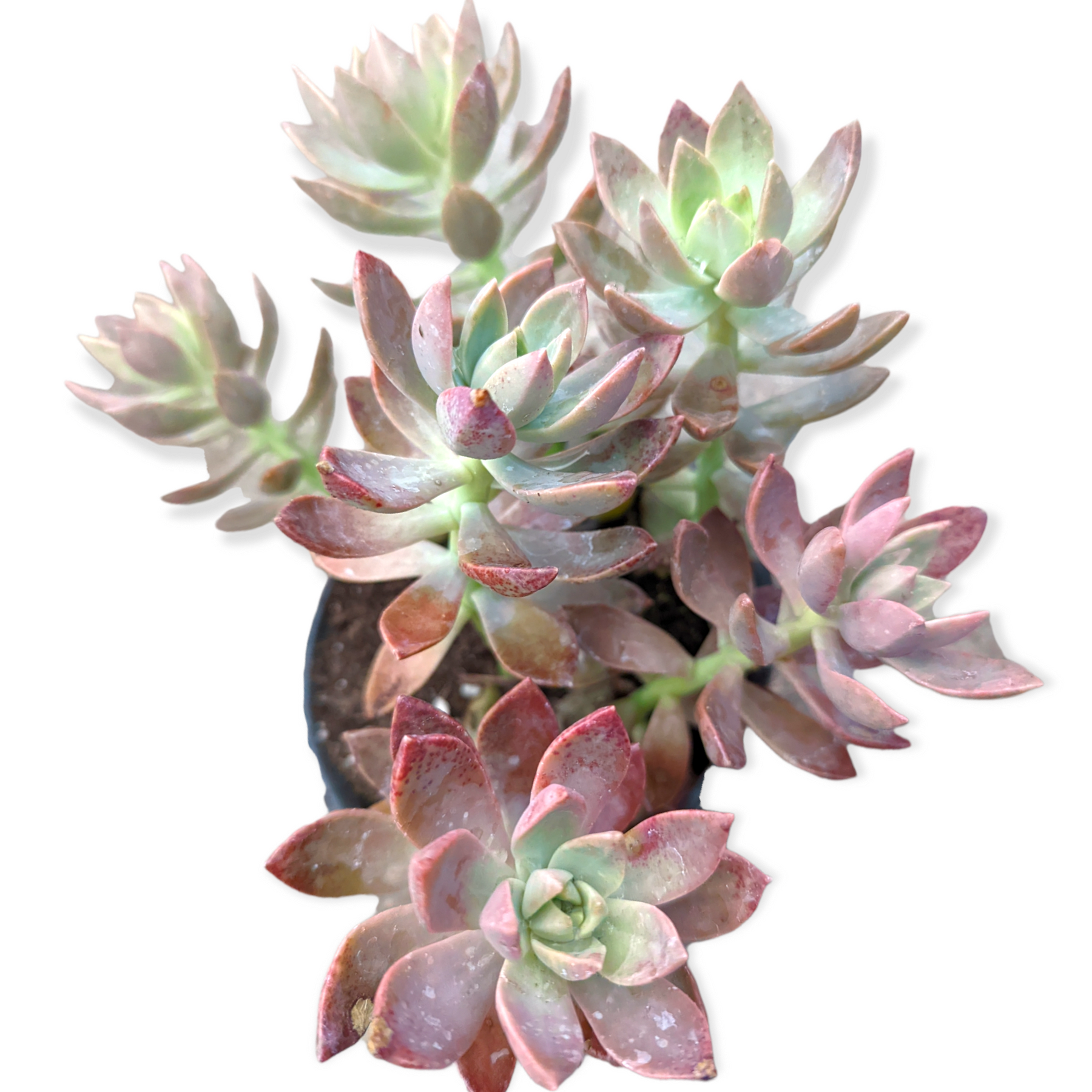 succulents online california Graptosedum 'California Sunset' -