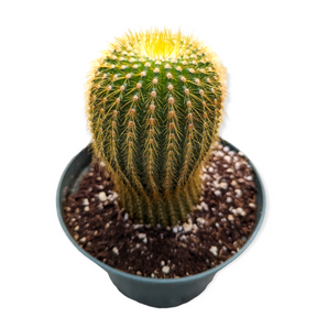 Parodia leninghausii Golden Ball Cactus - Succulents Depot