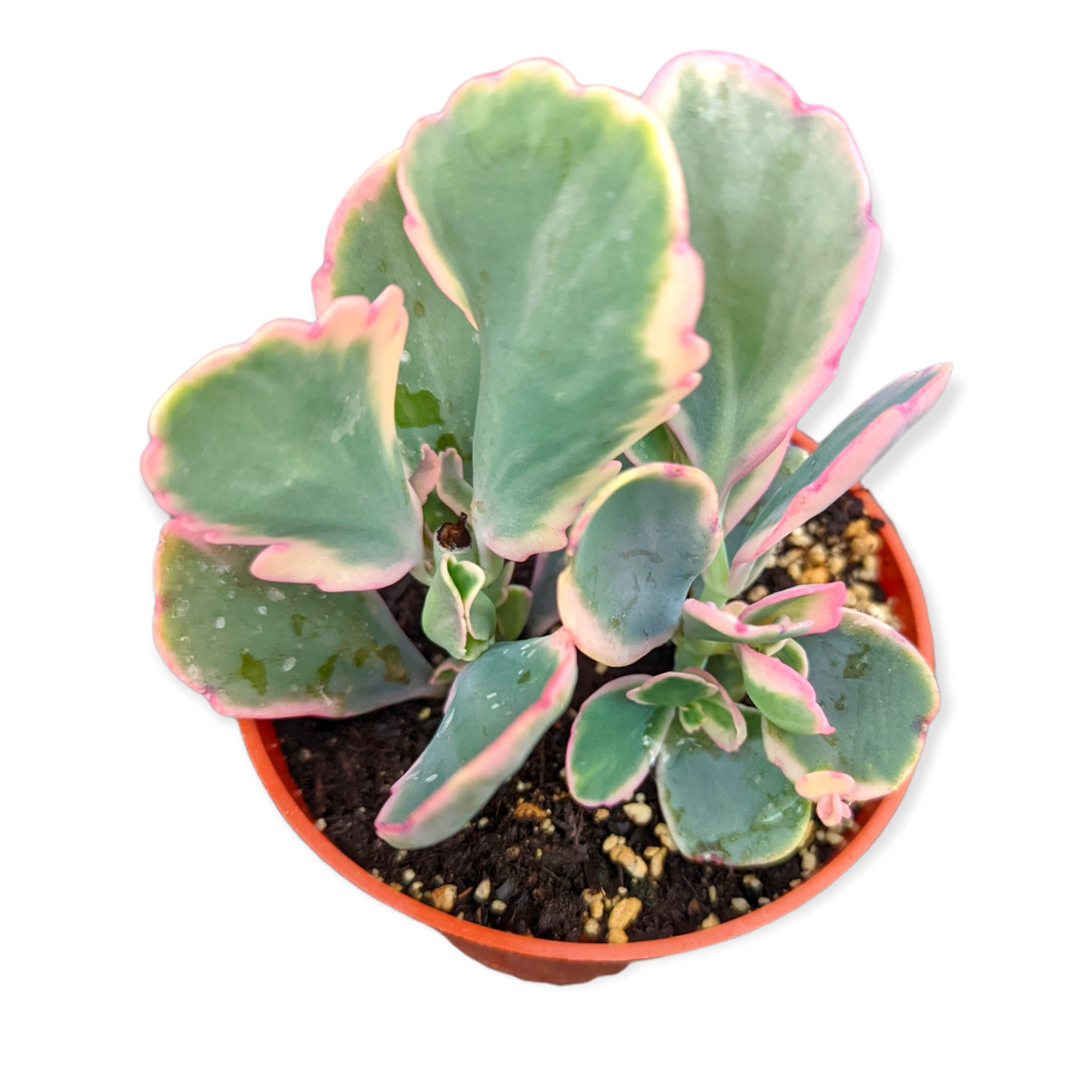 kalanchoe fedtschenkoi succulent Kalanchoe fedtschenkoi Variegata 4 Inch