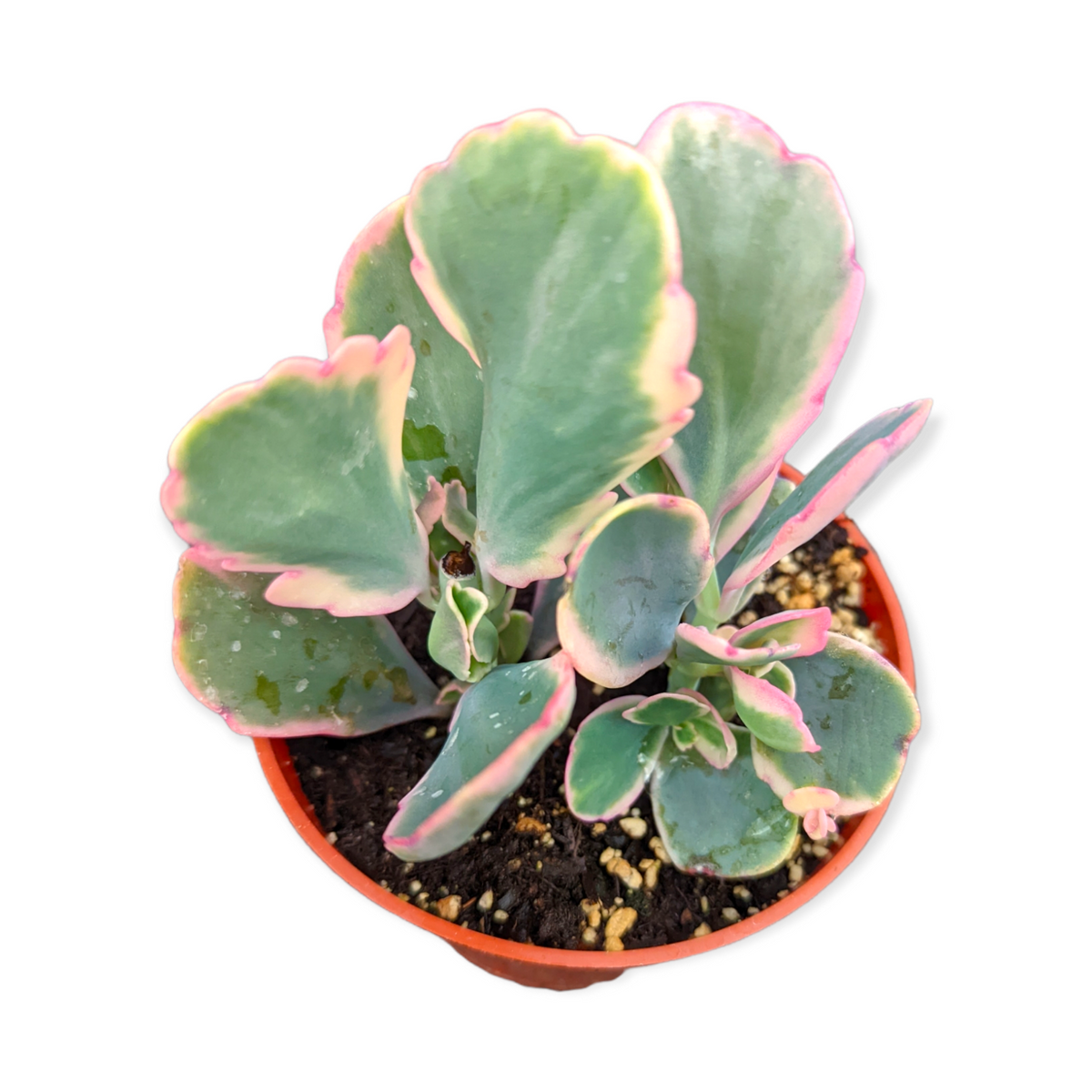 Kalanchoe fedtschenkoi Variegata