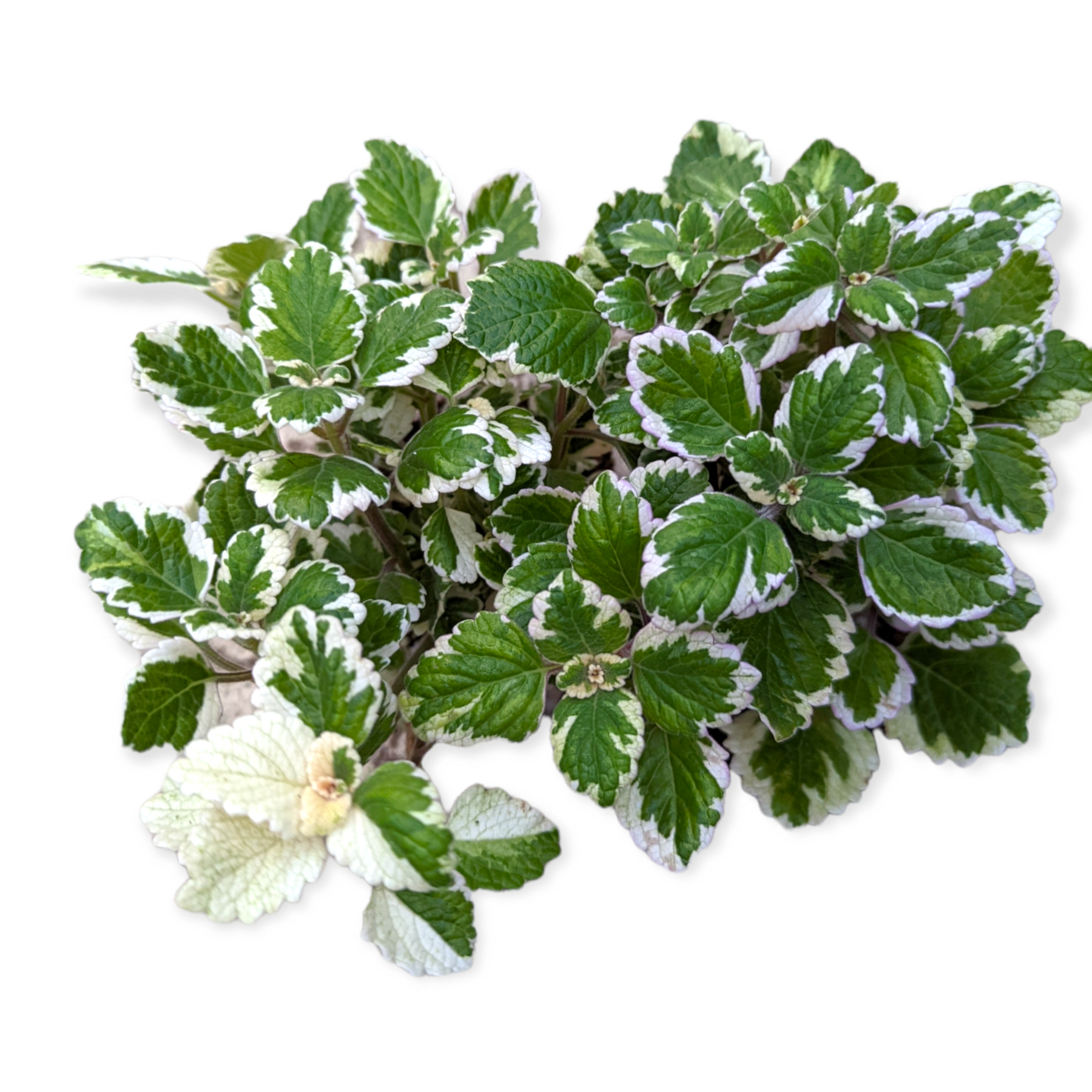Plectranthus forsteri 'Marginatus' Variegated Swedish Ivy