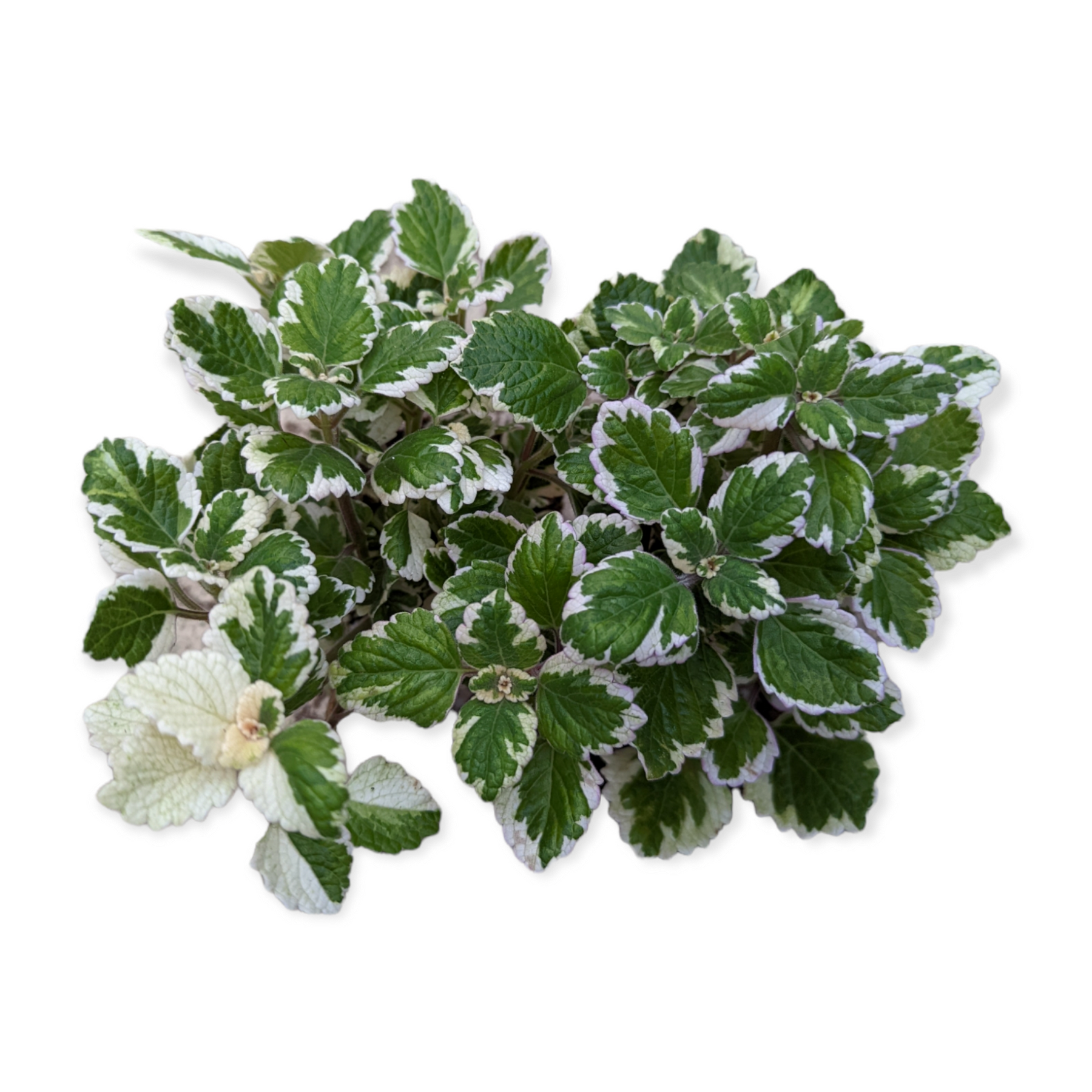 Plectranthus forsteri 'Marginatus' Variegated Swedish Ivy
