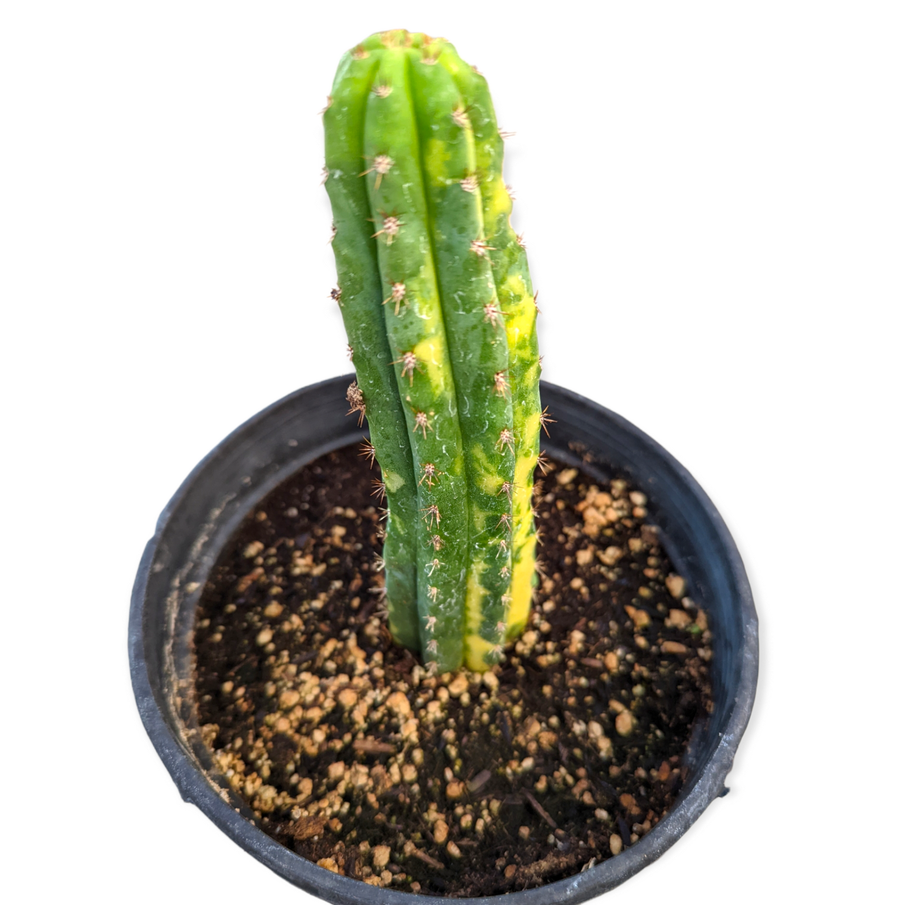 san pedro cactus houseplant Trichocereus Pachanoi San Pedro Cactus Variegata