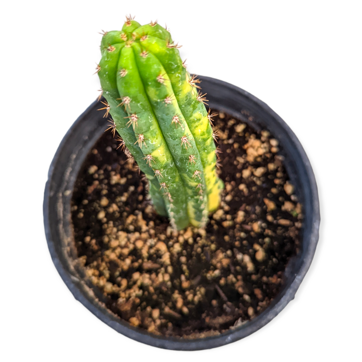 Trichocereus Pachanoi Variegata