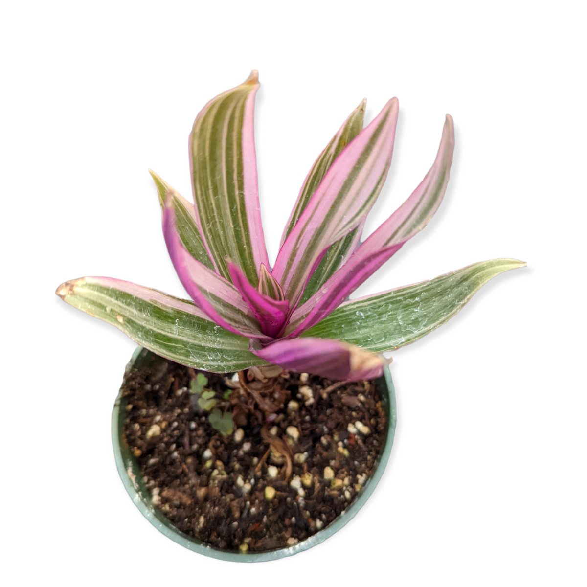 rhoeo tricolor succulent Tradescantia spathacea 'Rhoeo Discolor Tricolor'