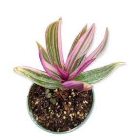 Tradescantia spathacea 'Rhoeo Discolor Tricolor'