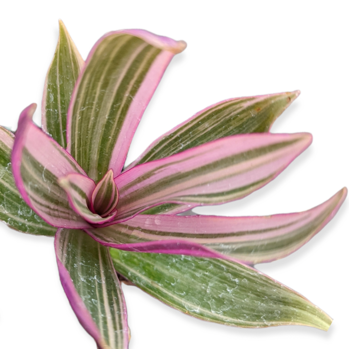 Tradescantia spathacea 'Rhoeo Discolor Tricolor'