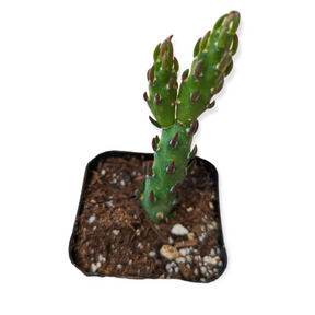 Austrocylindropuntia verschaffeltii