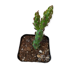 Austrocylindropuntia verschaffeltii