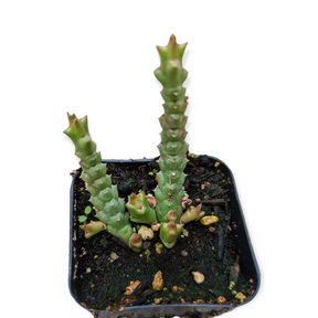Stapelia Sp.